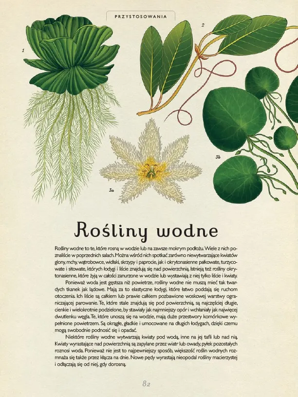 Wydawnictwo Dwie Siostry - Botanicum