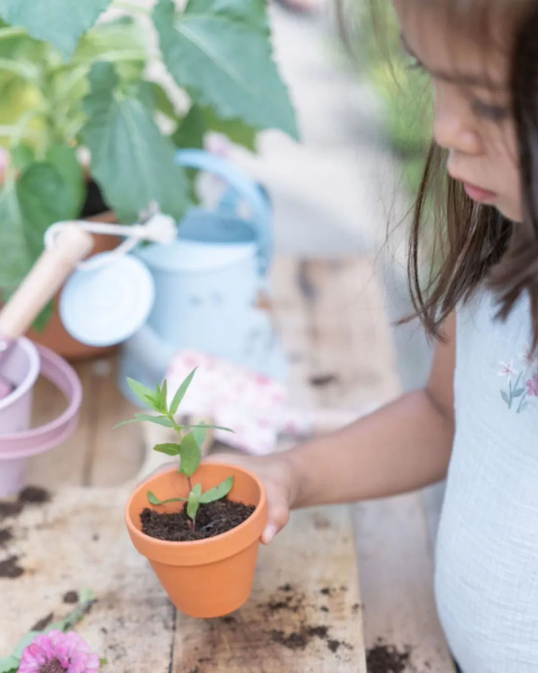 Little Dutch - truskawka do samodzielnej uprawy Little Dutch - truskawka do samodzielnej uprawy