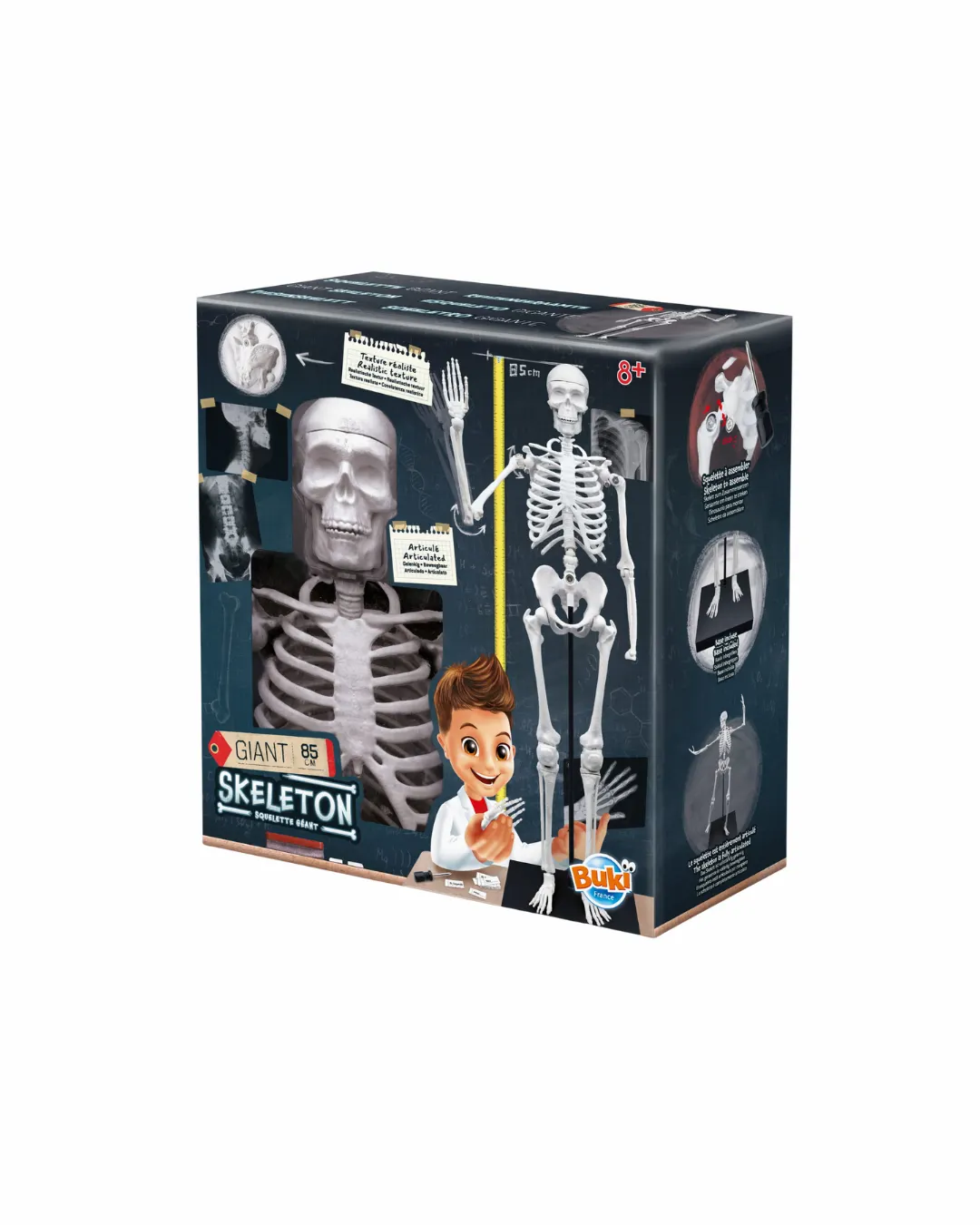Buki - szkielet człowieka 85 cm