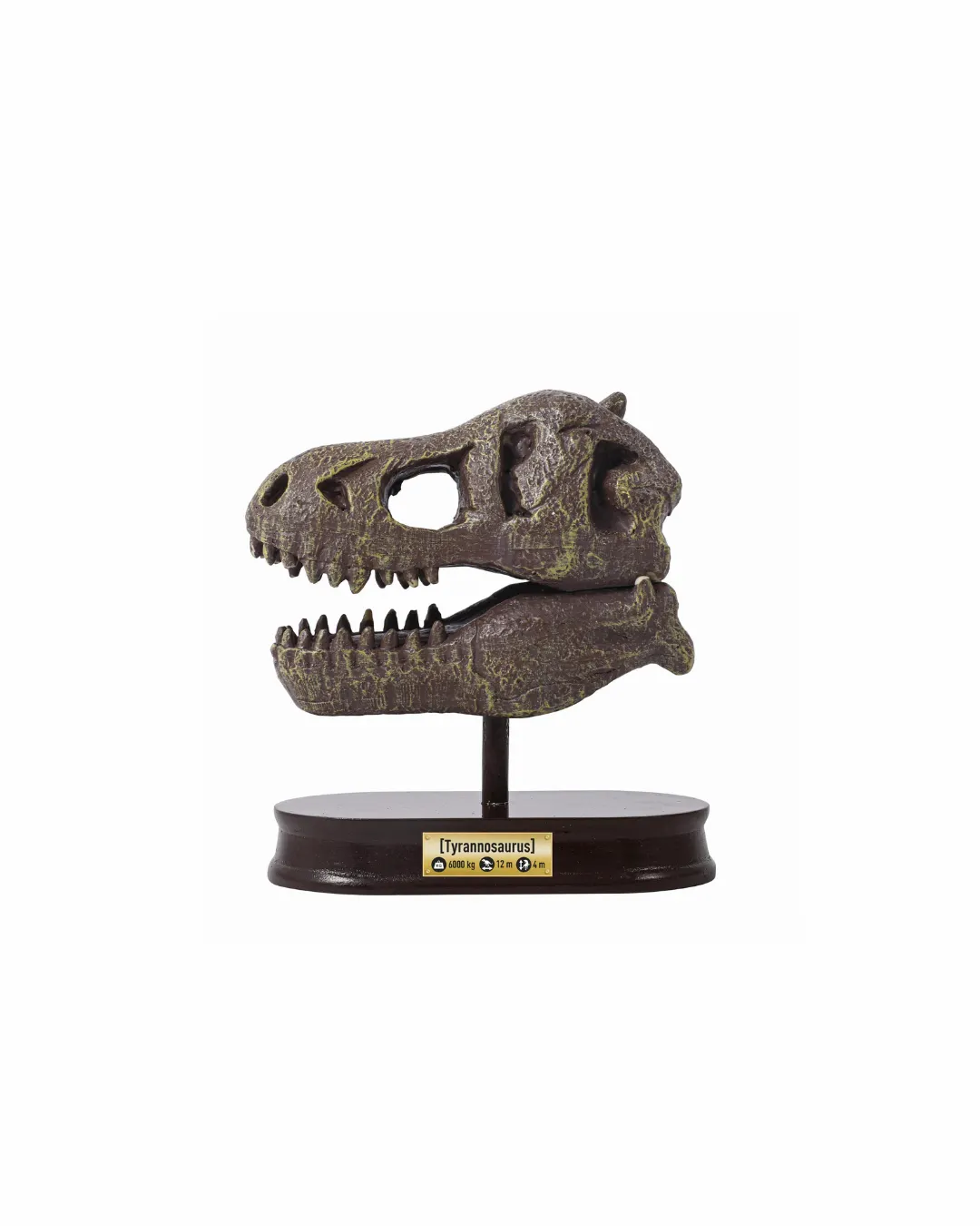 Buki - Muzeum czaszek dinozaura Tyranozaur Buki - Muzeum czaszek dinozaura Tyranozaur