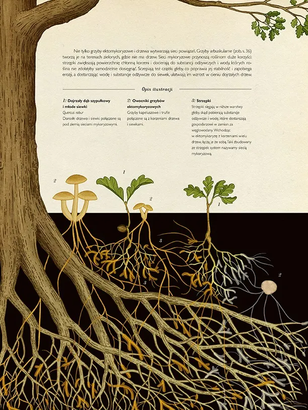 Wydawnictwo Dwie Siostry - Fungarium