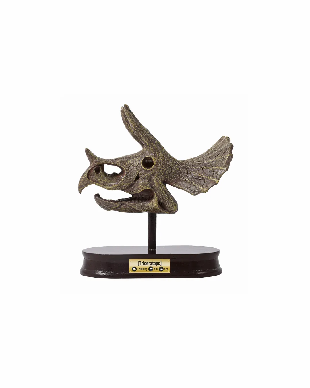 Buki - muzeum czaszek dinozaura Triceratops