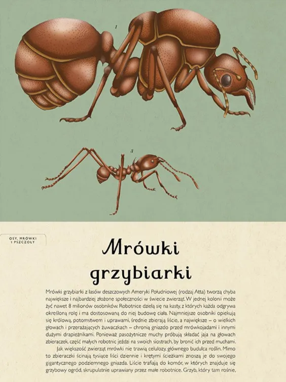 Wydawnictwo Dwie Siostry - Insektarium Wydawnictwo Dwie Siostry - Insektarium